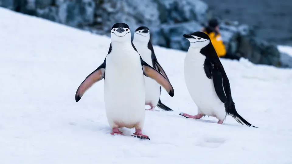 Serveurs dédiés Linux : comment choisir la bonne distribution